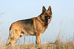 stehender Deutscher Schäferhund / standing German Shepherd