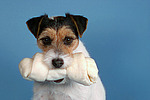 Parson Russell Terrier mit Kauknochen / prt with bone