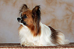 liegender Papillon / lying papillon