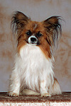 sitzender Papillon / sitting papillion