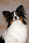 Papillon Portrait