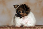 liegender Papillon Welpe / lying papillon puppy