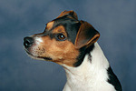 Parson Russell Terrier