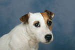 Parson Russell Terrier