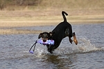 Dobermann / doberman pinscher