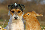 Parson Russell Terrier und Zwergkaninchen / prt and dwarf rabbit