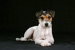 liegender Parson Russell Terrier / lying prt