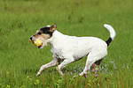 spielender Parson Russell Terrier / playing PRT