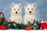 West Highland White Terrier Welpen / West Highland White Terrier Puppies