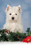 sitzender West Highland White Terrier Welpe / sitting West Highland White Terrier Puppy