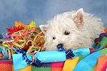 West Highland White Terrier Welpe / West Highland White Terrier Puppy