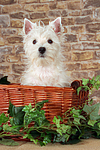 West Highland White Terrier Welpe / West Highland White Terrier Puppy