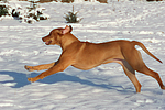 rennender Rhodesian Ridgeback / running Rhodesian Ridgeback