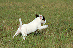 rennender Parson Russell Terrier Welpe / running PRT puppy