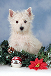 sitzender West Highland White Terrier Welpe / sitting West Highland White Terrier Puppy