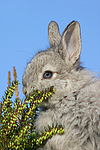 junges Angorakaninchen / young rabbit