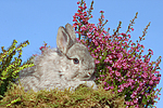 junges Angorakaninchen / young rabbit