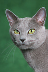 Russisch Blau / russian blue