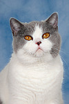 Britisch Kurzhaar / british shorthair