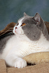 Britisch Kurzhaar / british shorthair