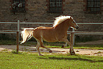 galoppierender Haflinger / galloping haflinger horse