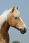 Haflinger Portrait / haflinger horse portrait