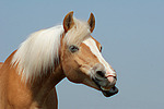 gähnender Haflinger / yawning haflinger horse