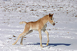 galoppierendes Haflinger Fohlen / galloping haflinger horse foal