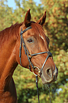 Sachsen Anhaltiner Warmblut / horse