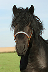 Rheinisch Deutscher Kaltblut Hengst / coldblood stallion