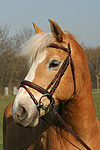 Haflinger Portrait / haflinger horse portrait