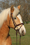 Haflinger Portrait / haflinger horse portrait