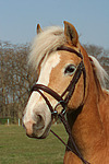 Haflinger Portrait / haflinger horse portrait