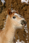 Haflinger Fohlen / haflinger horse foal