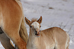 Haflinger Fohlen / haflinger horse foal