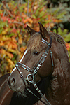 Deutscher Reitpony Hengst / pony stallion