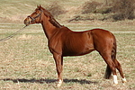 Welsh Partbred