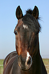 Deutscher Reitpony Hengst / pony stallion