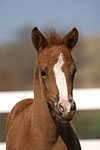 Deutsches Reitpony / pony