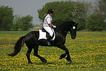 Friese / frisian horse