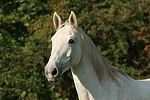 Sachsen Anhaltiner Warmblut / horse