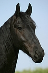 Friese Portrait / friesian horse portrait