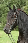 Friese Portrait / friesian horse portrait