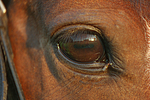 Deutsches Reitpony Auge / pony eye