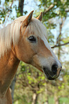 Haflinger Portrait / haflinger horse portrait