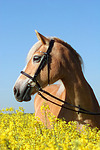 Haflinger Portrait / haflinger horse portrait