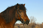 Isländer / icelandic horse