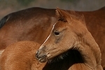 Deutsches Reitpony / pony