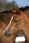 Deutsches Reitpony / pony