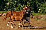 Deutsches Reitponies / ponies